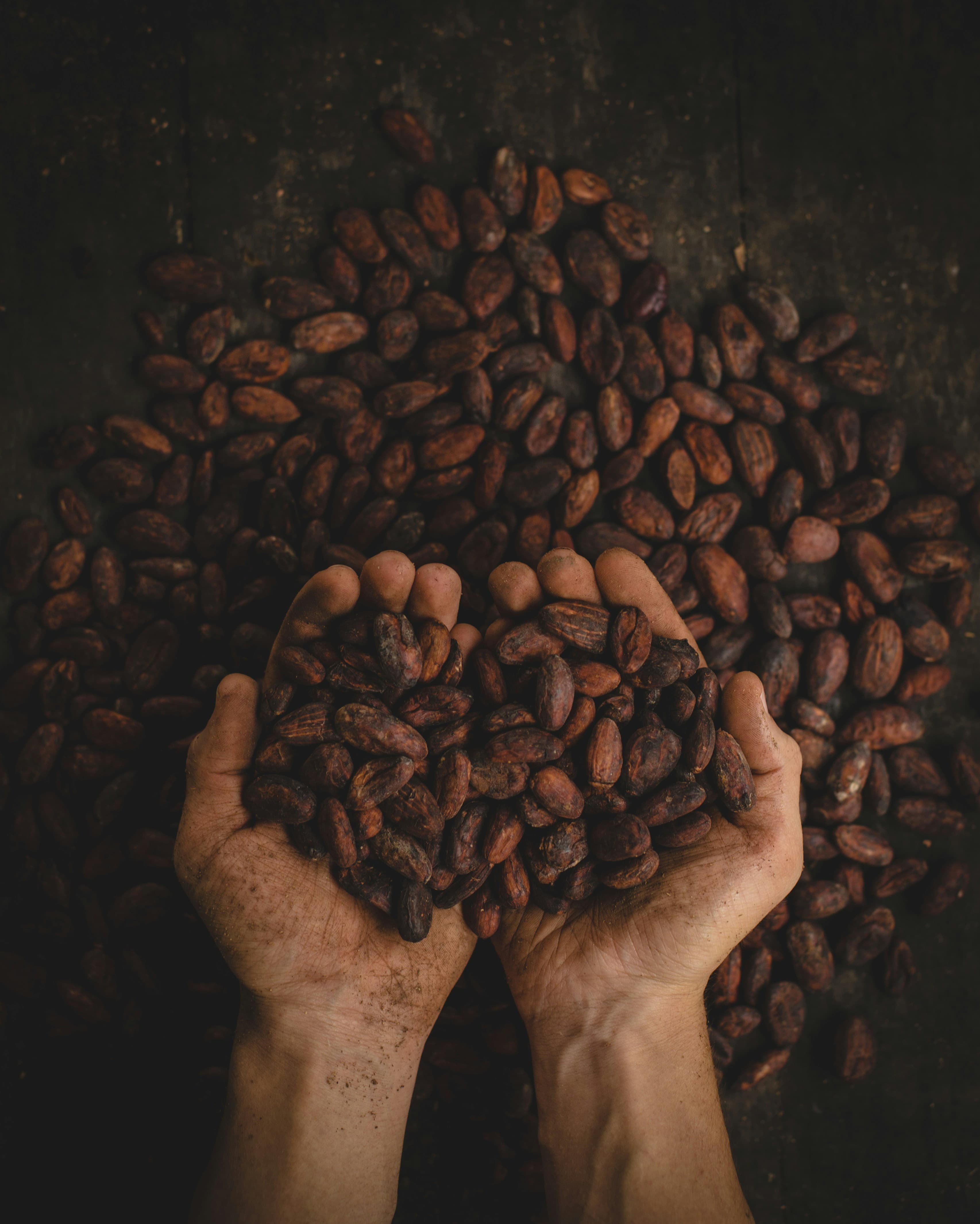 Two hands cupping a pile of dried cacao beans